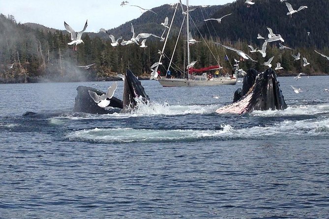 Sitka Shore Excursion: Whale-Watching and Marine Life Tour - Key Points
