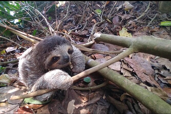 Sloth Watching and Jungle Kayak Tour