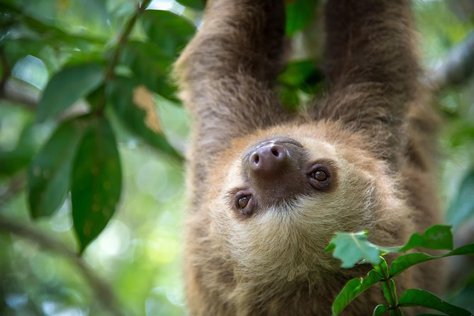 Sloths Lovers Tour. Puerto Limon Shore Excursion - Key Points