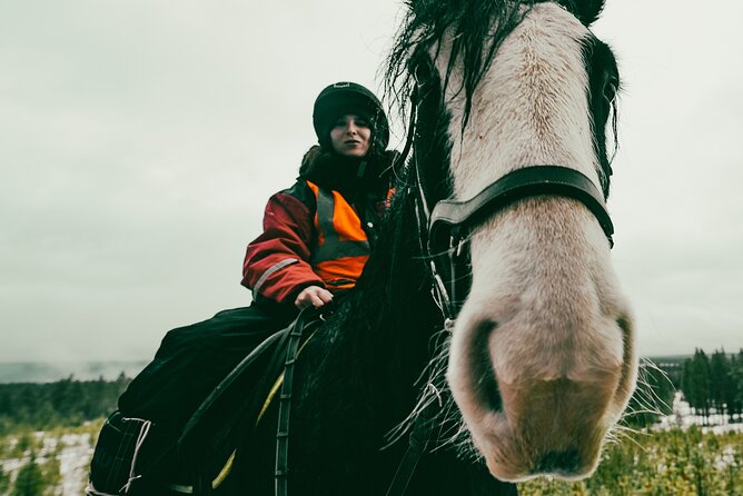 Small-Group Arctic Circle Horse Riding From Rovaniemi - Tour Details