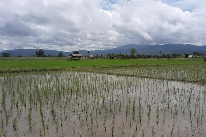 Small-Group Bicycle Ride From Chiang Mai City to Lake Huay Tueng Tao - Itinerary Highlights