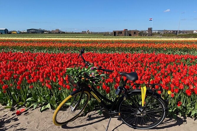 Small Group Bike Tour to Tulips Field in Lisse - Key Points