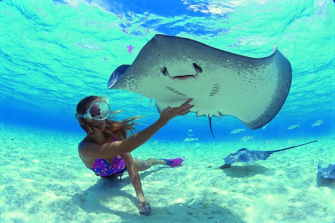 Small-Group Glass Bottomed Boat Tour With Snorkeling, Moorea - Key Points