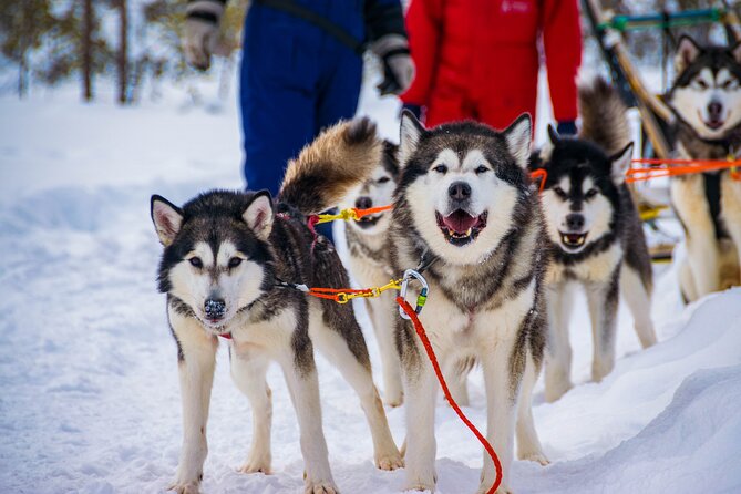 Small-Group Husky Mushing Experience in Rovaniemi - Experience Details