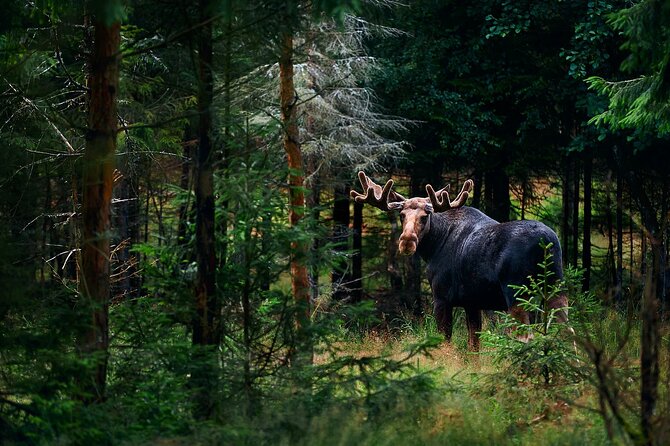 Small-Group Moose Wild Safari From Rovaniemi - Key Points