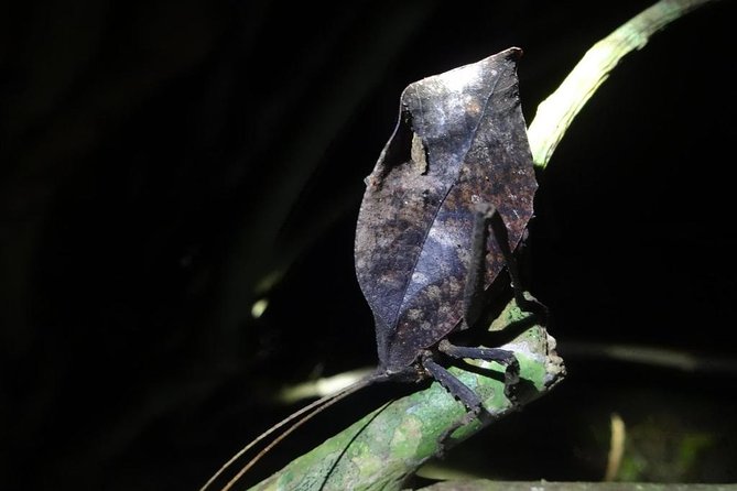 Small-Group Night Tour to See Nocturnal Animals, Monteverde  - Puntarenas - Key Points