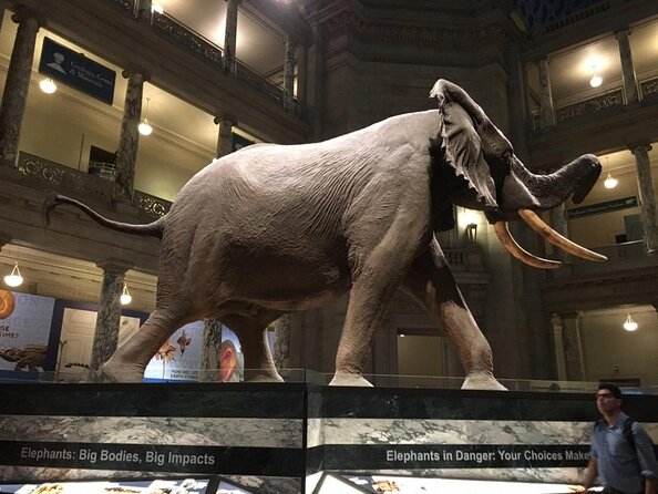 Smithsonian Natural History American History - Exclusive Tour - Key Points