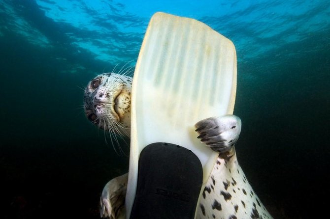 Snorkel, Kayak, and Seal Adventure: Vancouver Boat Tour - Key Points