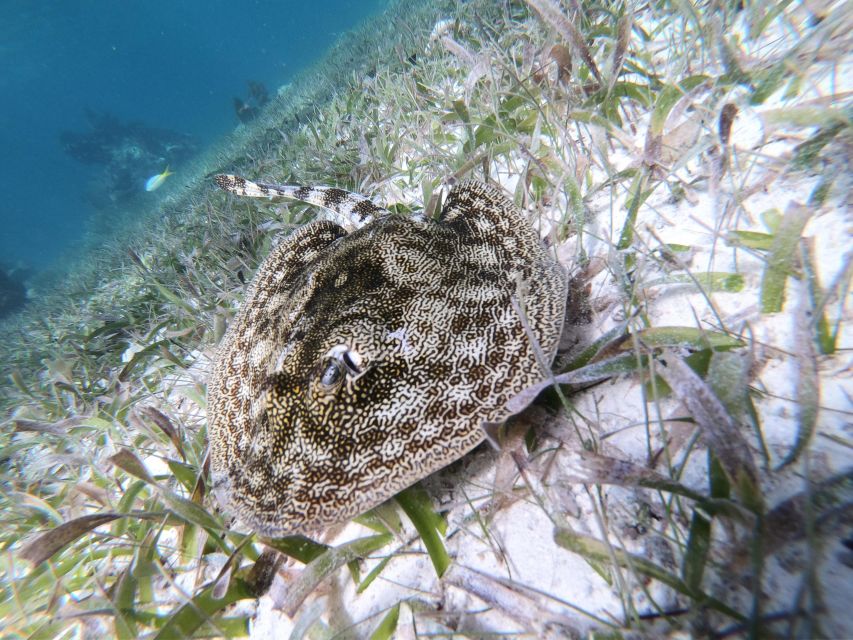 Snorkel Tour: Searching for Turtles at Mahahual Reef Lagoon - Key Points