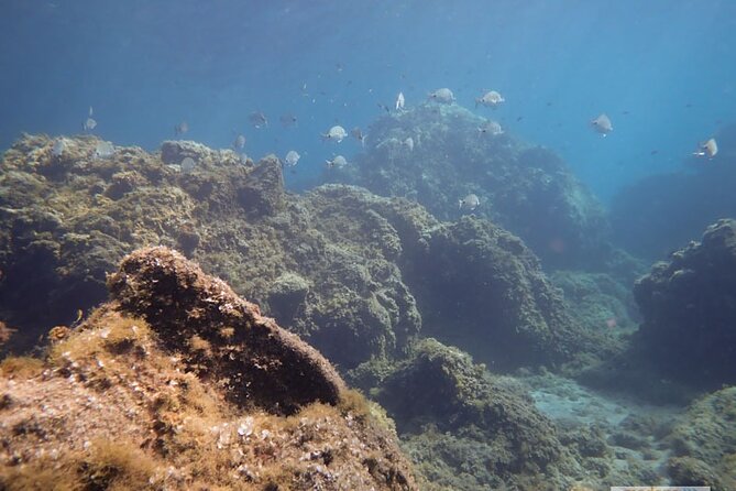Snorkeling Excursion In South Tenerife - 3,5 Hours - Key Points