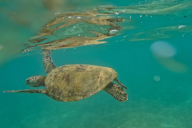 Snorkeling Turtles in Mirissa - Key Points