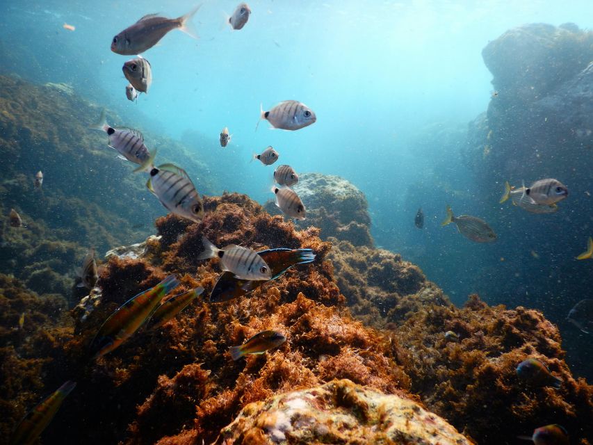 Snorkeling Wildlife in Terceira Island - Key Points