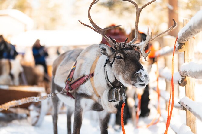 Snowmobile, Reindeer and Husky Combo in Rovaniemi - What to Expect on the Snowmobile Safari