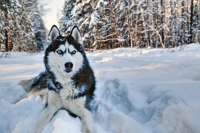 Snowy Trails 10KM Husky Safari From Rovaniemi - Tour Highlights