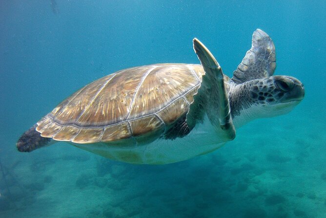 South Tenerife Snorkeling Trip - Dive Center Location