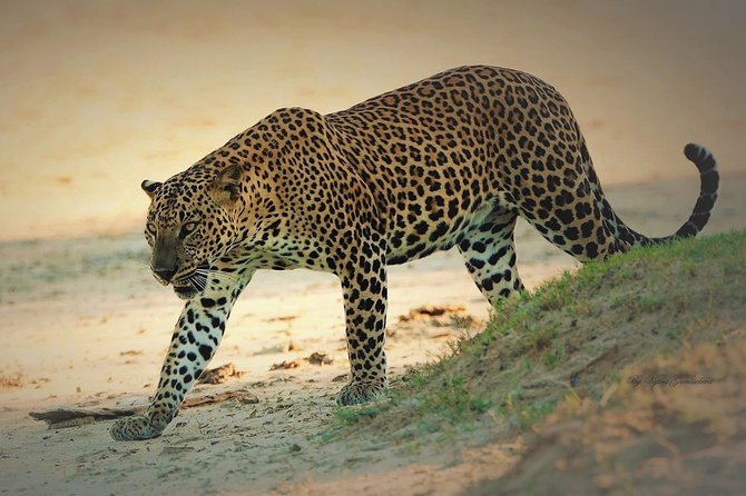 Special Half Day Yala Safari With Guide - Key Points