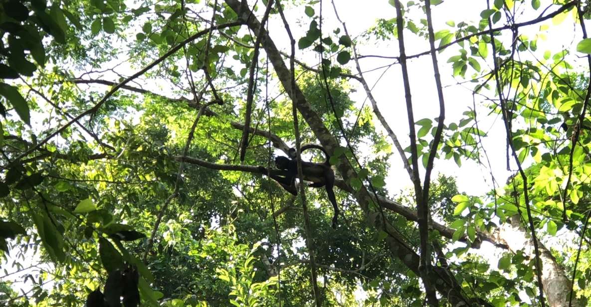 Spider Monkey at Punta Laguna - Key Points