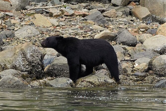 Spring Bears and Whales in Campbell River Tour - Key Points