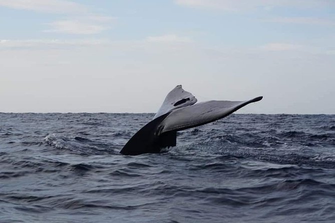 Sri Lanka Trincomalee Whale and Dolphin Watching Cruise - Key Points