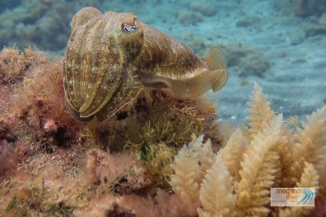 SSI Scuba Diver Course In Médano - Key Points