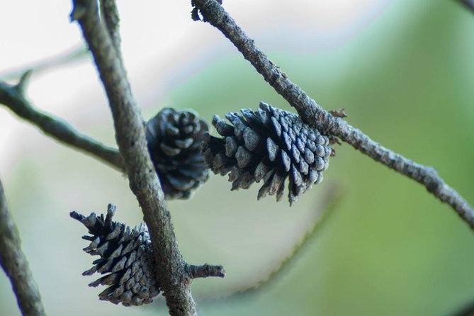 Stawamus Chief Hike & Local Brewery Tasting - Key Points