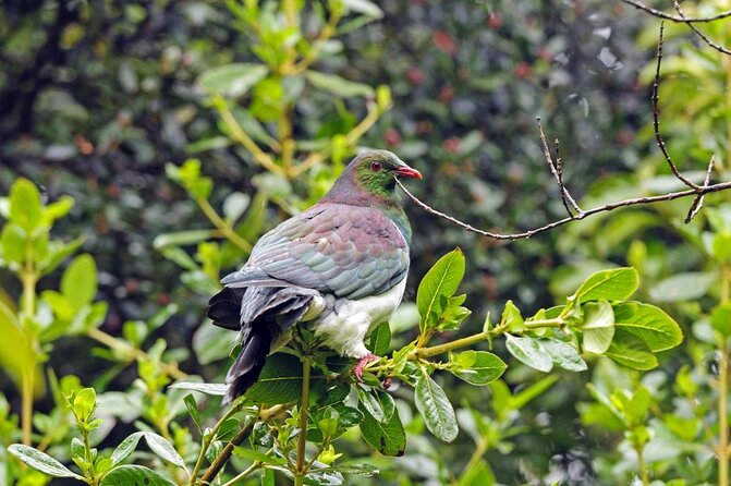 Stewart Island Big Day Out - Key Points