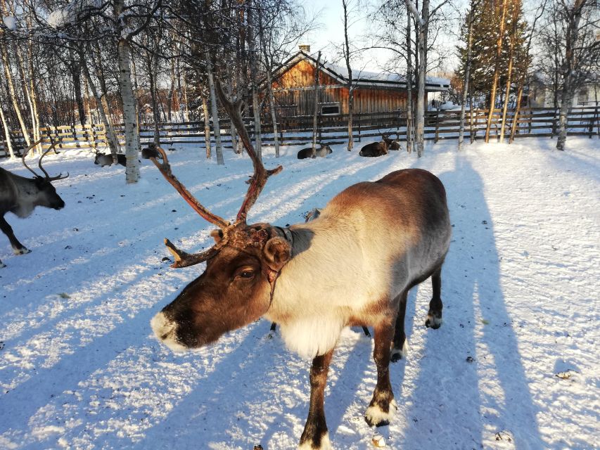 Stockholm: Christmas Traditions & Tastings Small Group Tour - Key Points