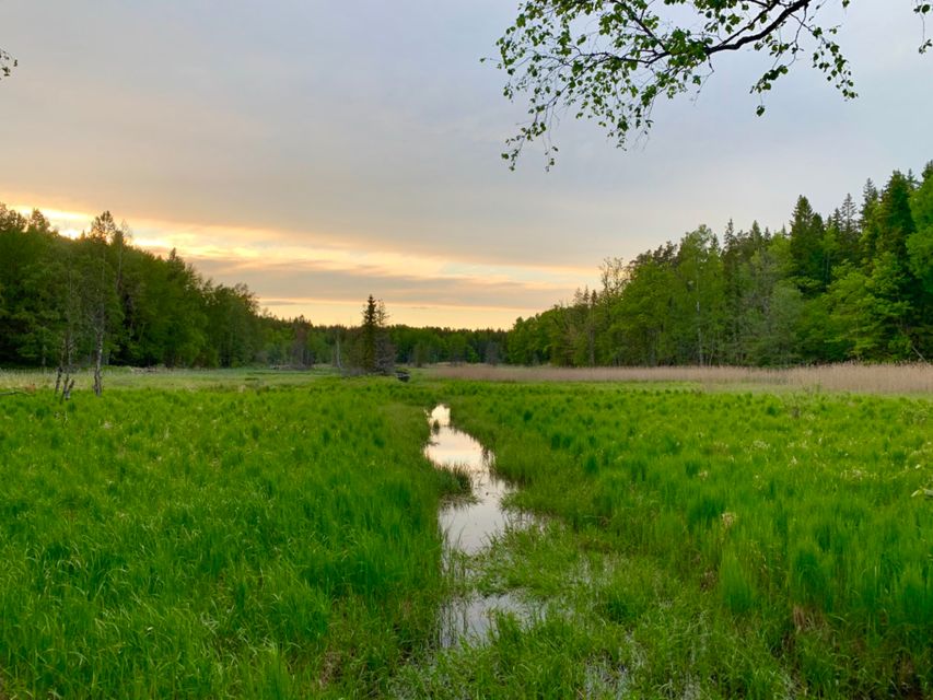 Stockholm: Evening/Sunset Hike in Tyresta National Park - Key Points