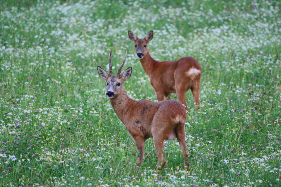 Stockholm: Evening Wildlife Safari With Midsummer Meal - Key Points