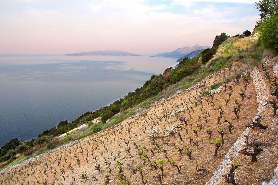 Ston Oysters and Wine Tasting Tour From Dubrovnik - Key Points