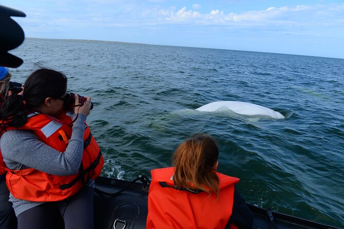 Subarctic Discovery: Churchill Beluga Whales - Key Points