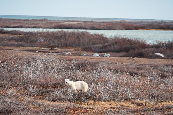 subarctic discovery churchill polar bears Subarctic Discovery: Churchill Polar Bears