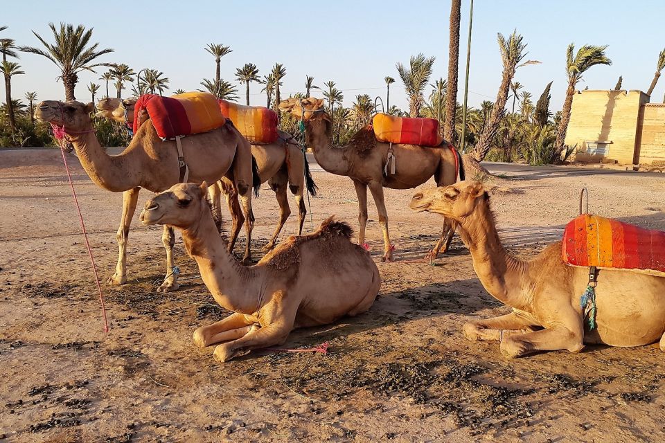 Sunset Camel Ride in the Marrakech Palmeraie - Key Points