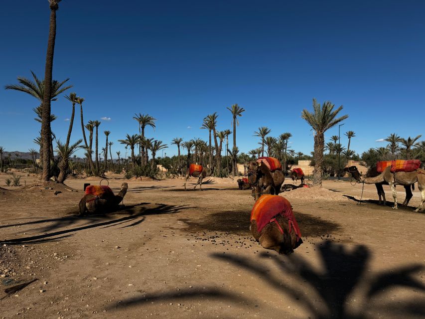 Sunset Camel Ride Trip at Palm Grove Marrakech With Dinner - Key Points