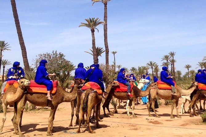 Sunset Camel Ride With Tea Break in the Palm Grove of Marrakech - Key Points