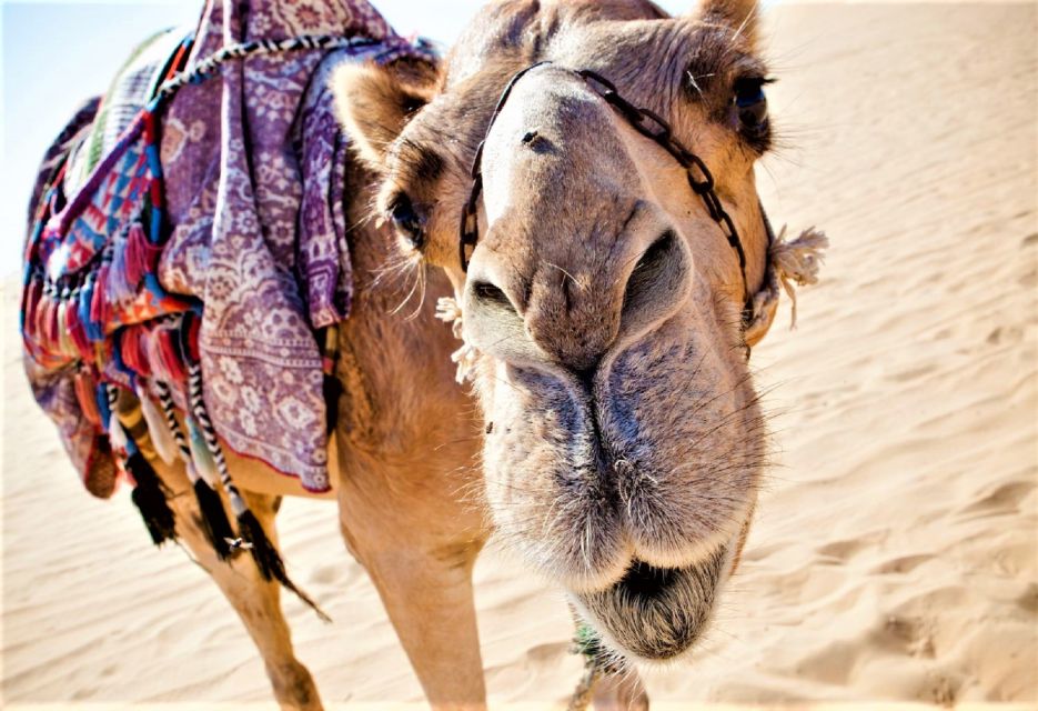 Sunset Camel Riding Including BBQ Dinner & Hotel Transfers - Key Points