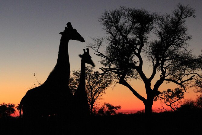 sunset game drive safari near hoedspruit Sunset Game Drive Safari Near Hoedspruit