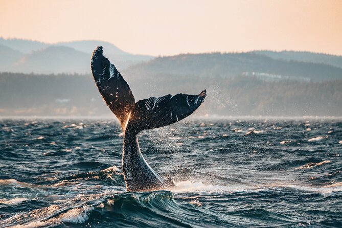 Sunset Whale Watching Adventure From Vancouver - Key Points
