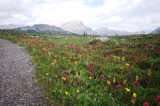 Sunshine Meadows Vistas - Guided Hike (Easy) - Key Points