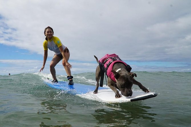Surf With a Service Animal - Key Points