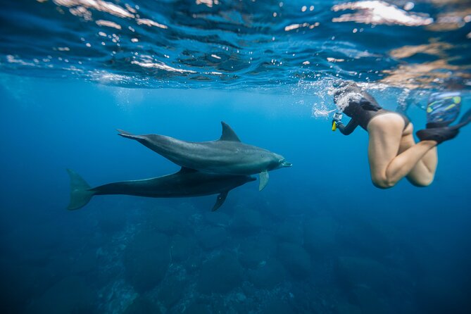 Swim With Dolphins & Turtles in West Oahu (Semi-Private Tours) - Key Points