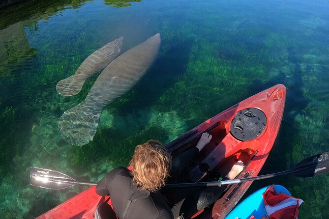 Swim With Manatees In Crystal River, Florida - Tour Details and Activities