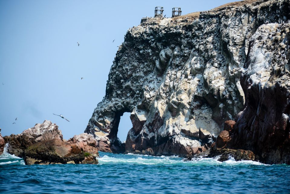 Swim With Sealion on Palomino Island - Key Points