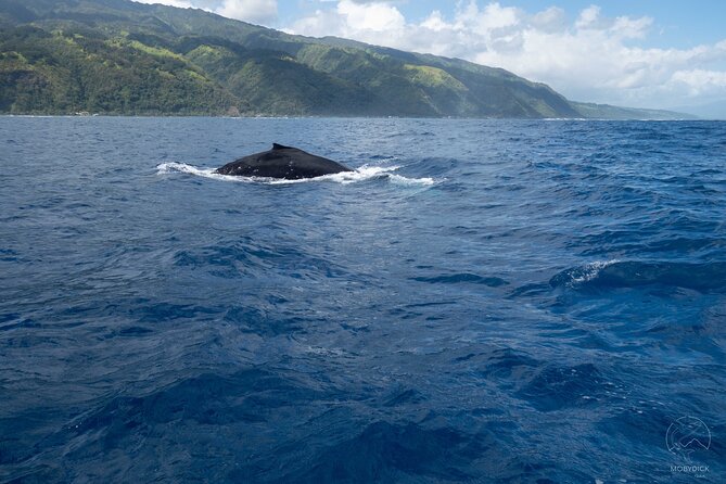 Swim With Whales, on the Preserved and Quiet Coast of Paea and Papara (27km From Ppt) - Key Points