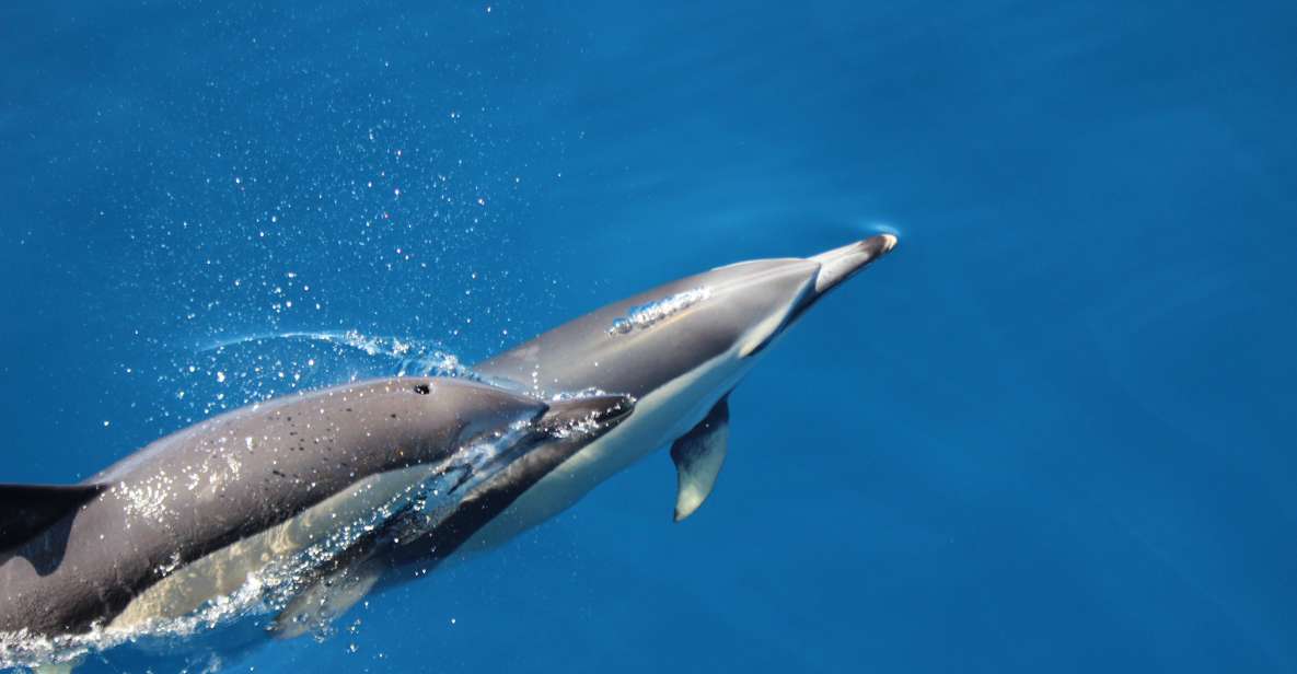 Swimming With Dolphins in Terceira Island - Key Points