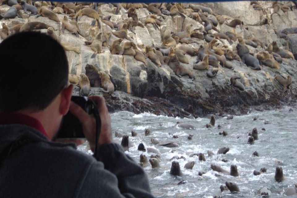 Swimming With Sea Lions in Lima - Key Points