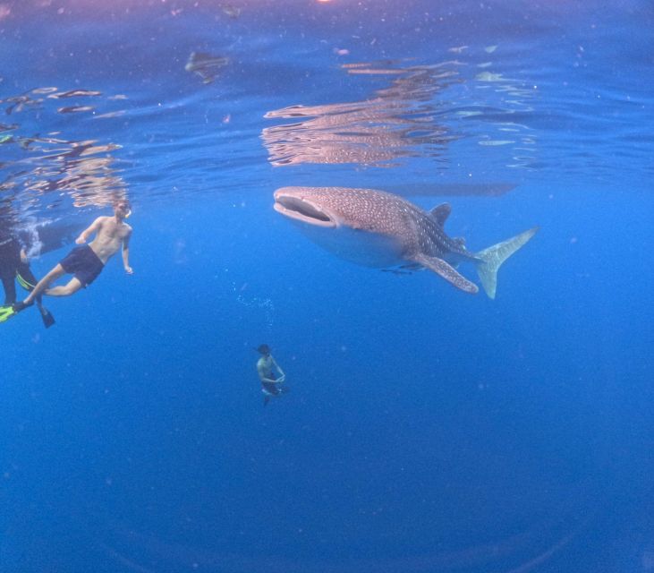 Swimming With Whale Sharks in Sumbawa - Key Points