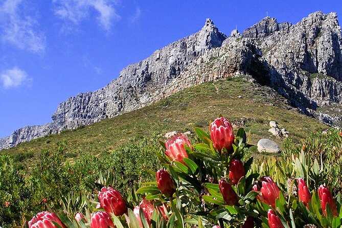 Table Mountain and Cape Town City Half-Day Trip - Select Date and Travel Details