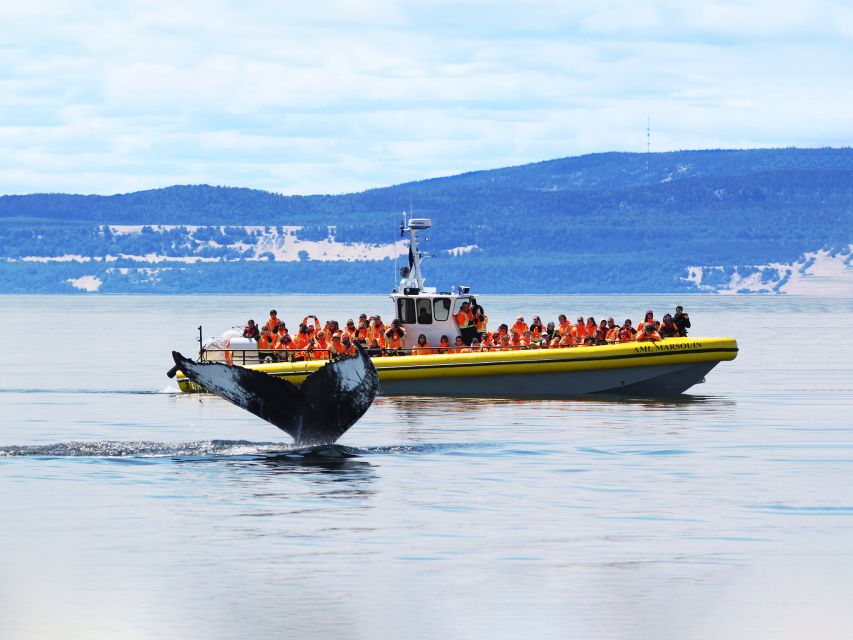 Tadoussac/Baie-Ste-Catherine: Whale Watch Zodiac Boat Tour - Key Points