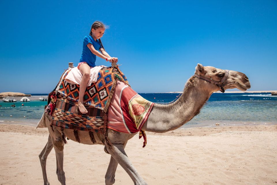 Taghazout: Guided Sunset Camel Ride on the Beach - Key Points